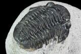 Gerastos Trilobite Fossil - Morocco #87570-3